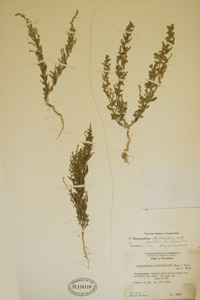 Herbarium Sheet of 